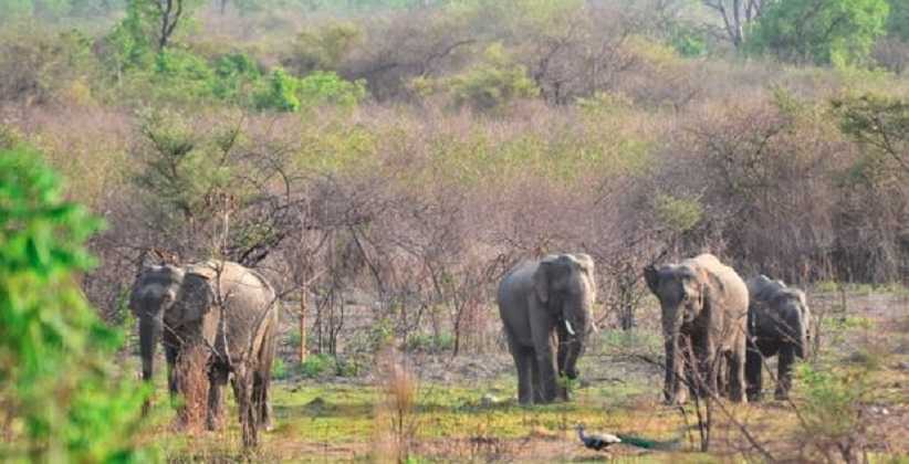 Declare 10 km Area Around National Parks As Eco-Sensitive: SC To Centre [Read Order]