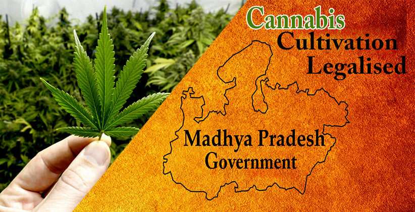 Madhya Pradesh Govt To Legalise Cannabis Cultivation In The State