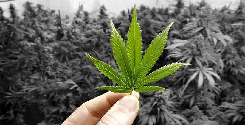 46 Nepal MPs Demand Legalisation Of Marijuana Cultivation