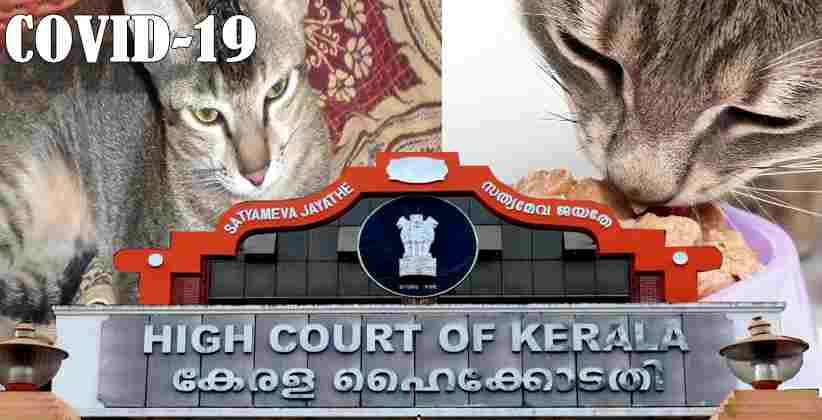 [COVID-19]: Cat Owner Approaches Kerala HC Against Vehicle Pass Denial By Police To Buy Cat Food