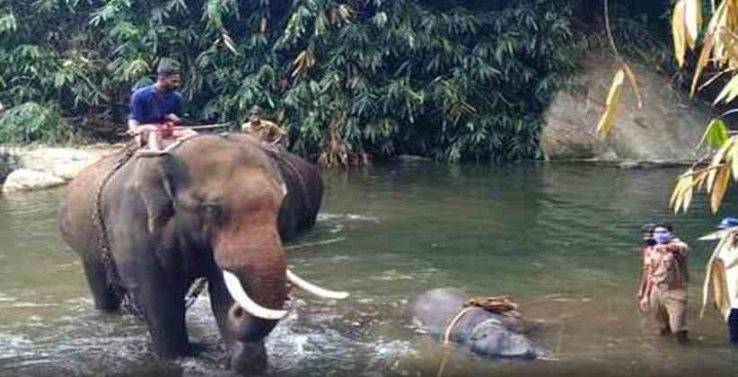 Supreme Court Elephant Death Kerala