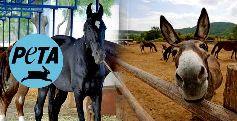 PETA Moves HC Seeking Directions to Eradicate Glanders in Horses, Donkeys