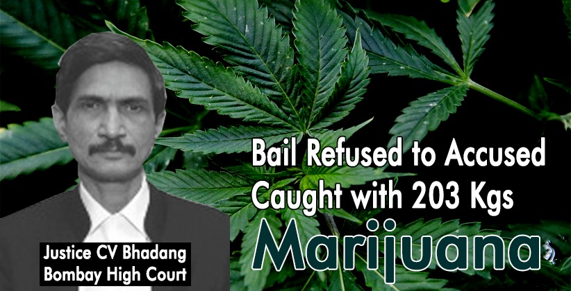 Bombay High Court Refuses Bail to Accused Caught with 203 Kgs Marijuana