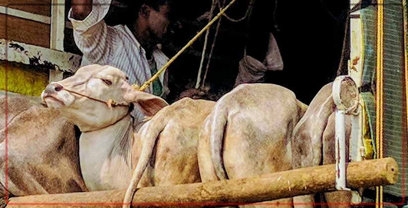 Karnataka HC hears PIL Challenging Cattle Slaughter Prevention Ordinance brought in by the Government of Karnataka [READ PETITION]