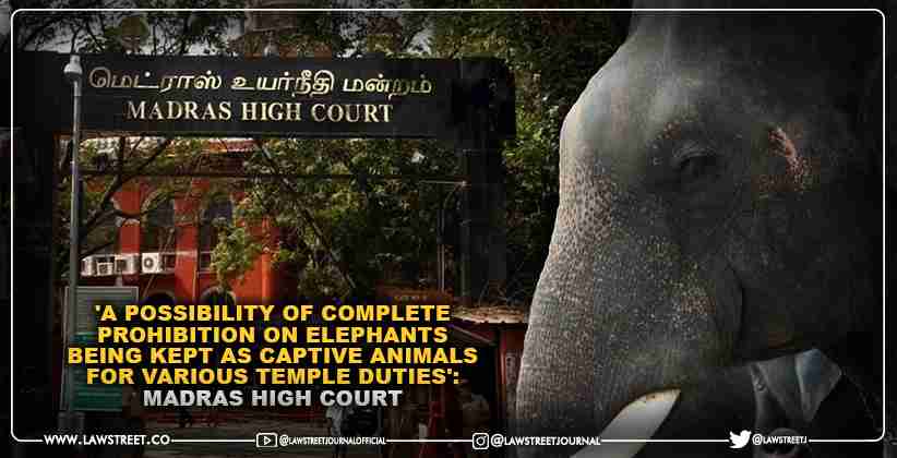 'A possibility of complete prohibition on Elephants being kept as captive animals for various temple duties': Madras High Court [READ ORDER]