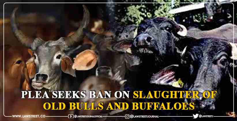 ban on slaughter of old bulls and buffaloes