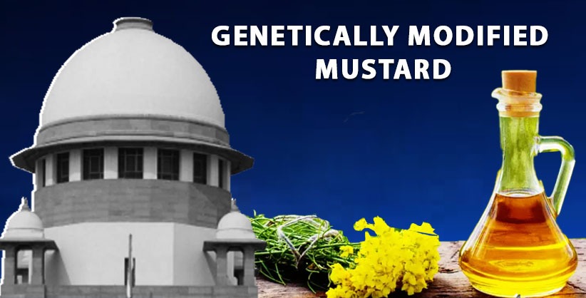 GM Mustard to enhance productivity, reduce dependency on imports, Govt to SC