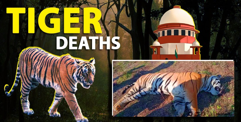 SC asks Centre to ascertain reasons for recent tiger deaths [Read Order] 