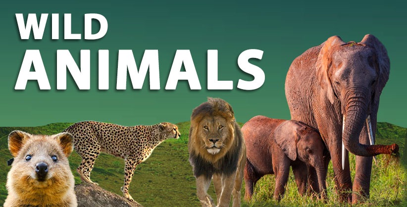 High powered panel led by Justice Verma to decide issues concerning wild animals in country: SC