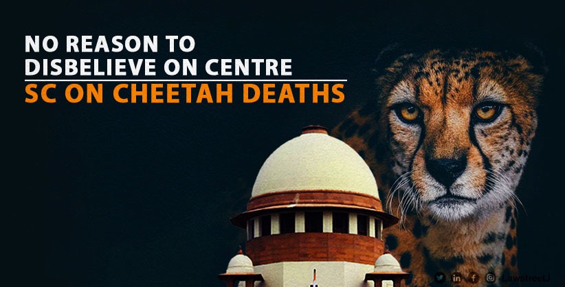 No reason to disbelieve on Centre: Supreme Court on cheetah deaths