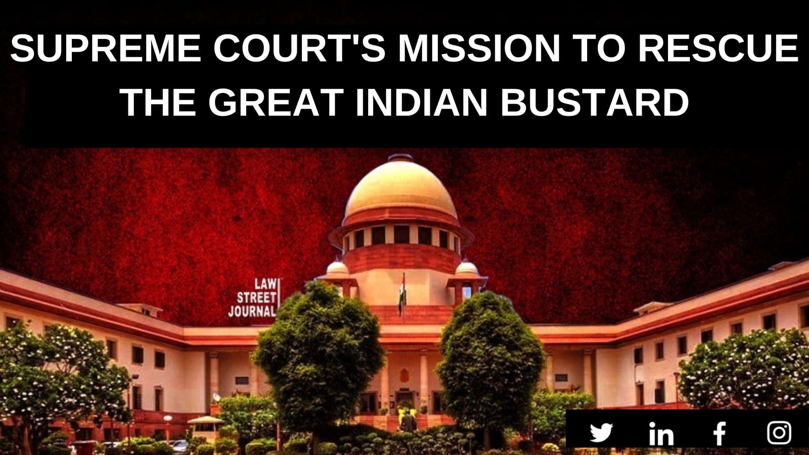 SC for comprehensive plan to save Great India Bustard