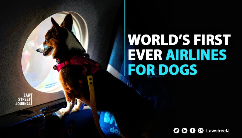BARK Air Takes Off New Airline Lets Dogs Fly In Cabin with Owners