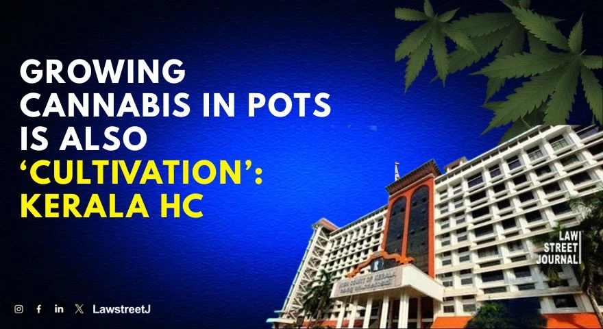 growing-cannabis-in-pots-is-also-cultivation-ndps-case-cannot-be-quashed-kerala-hc